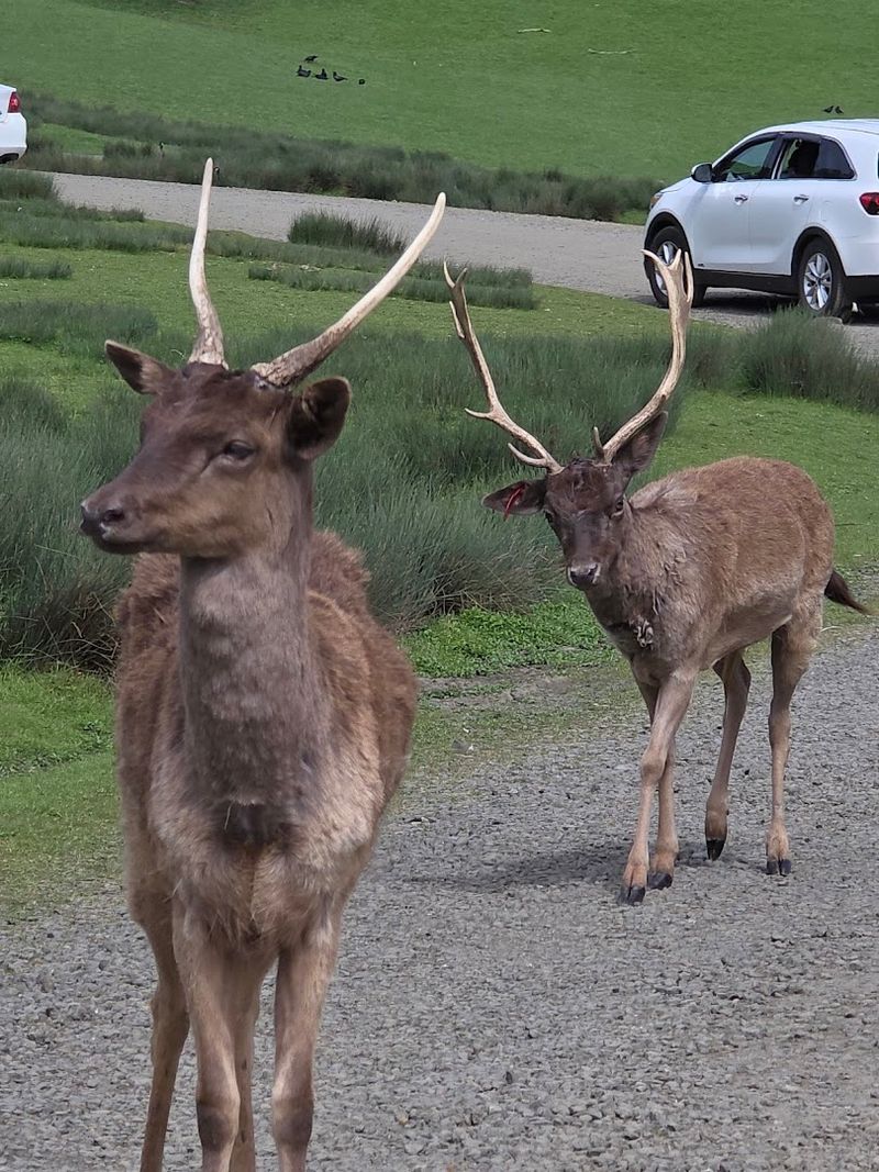 The 4.5-Mile Drive-Through Safari Loop