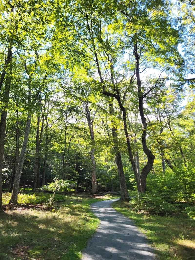 A Forest That Feels Like a Fairy Tale