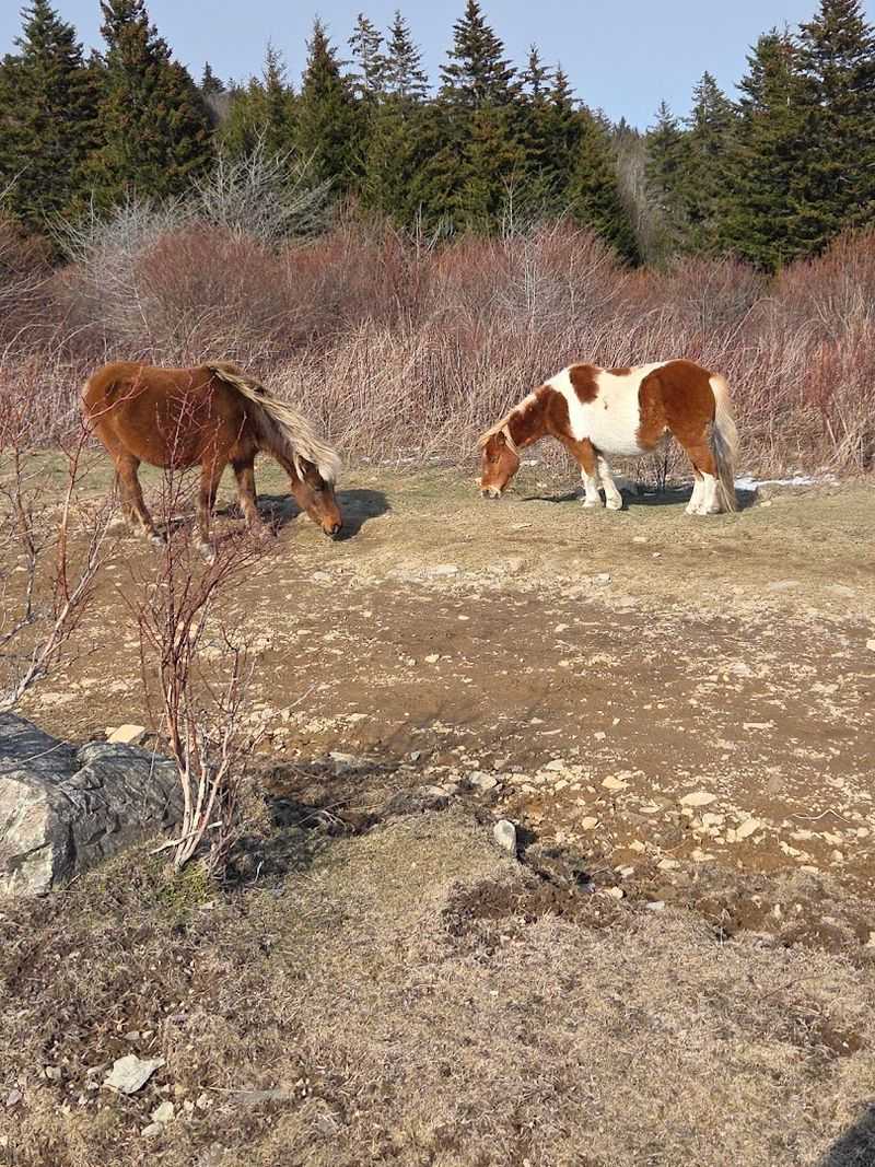 The Wild Ponies of the Highlands