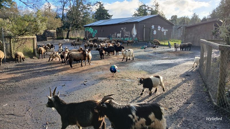 A Walk-Through Zoo Unlike Any Other