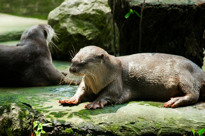 River Otters Up Close