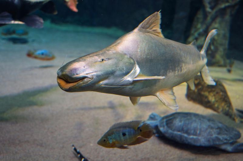 Herman the Sturgeon: The Living Legend You Have to See