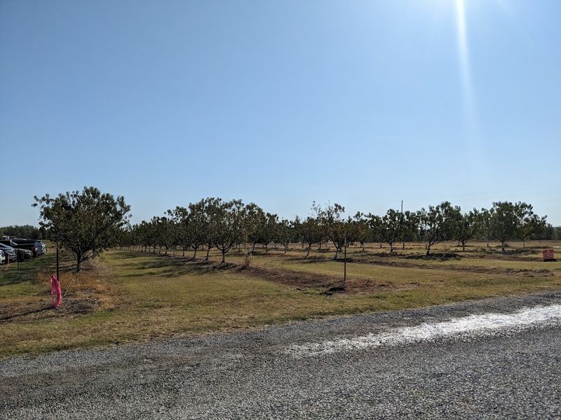 The Orchard Setting That Feels Like Oklahoma at Its Best