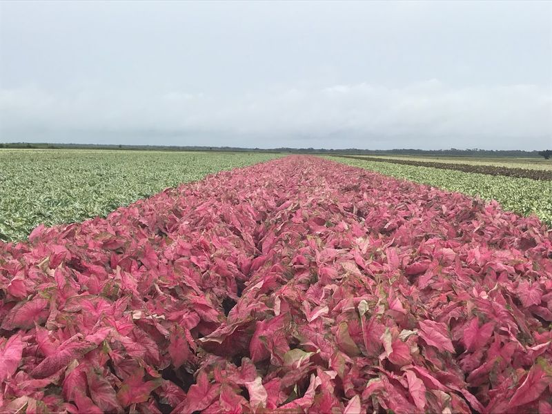 Lake Placid: The Caladium Capital of the World
