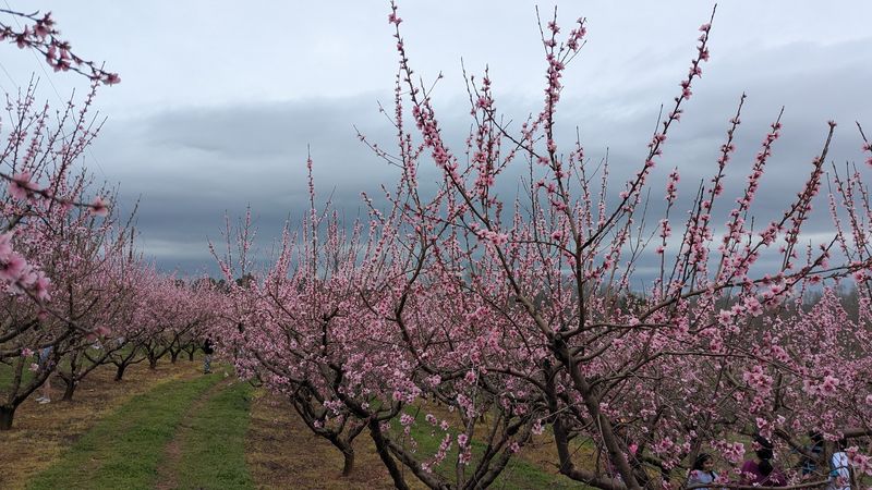 Orchard Fruit Keeps The Shelves Feeling Fresh