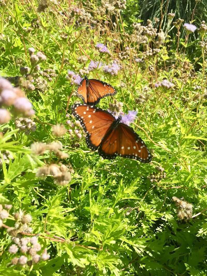 A Butterfly Garden That Actually Stops You in Your Tracks