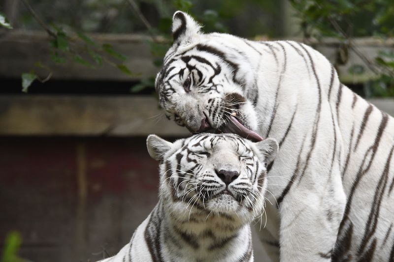 Home to Over 100 Rescued Big Cats