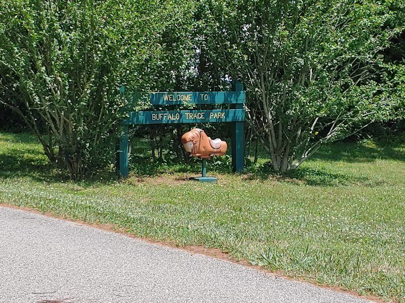 A Prehistoric Bison Highway That Shaped American History