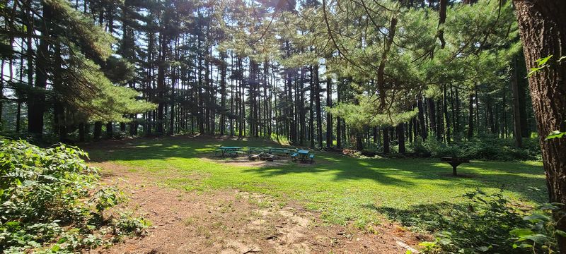 The World-Record Studebaker Tree Sign