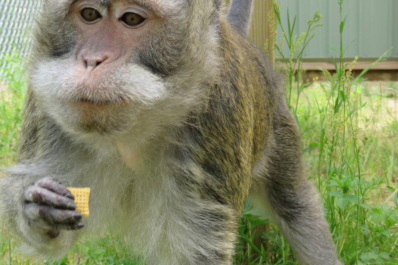 Witnessing Rescued Primates Thrive After Years in Research Facilities