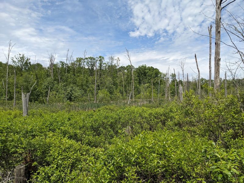 Bald Eagles Nesting in Ancient Sycamore Trees