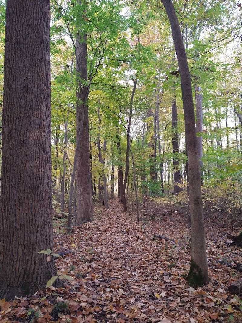 Ancient Trees That Have Outlived Generations