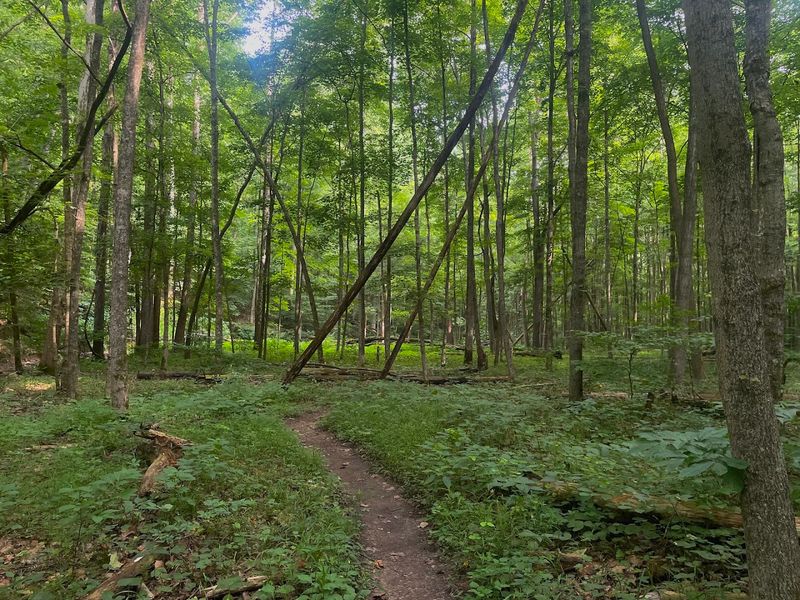 36 Miles of Trail That Feel Truly Wilderness