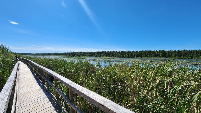 A Boardwalk Built Right Into the Bog