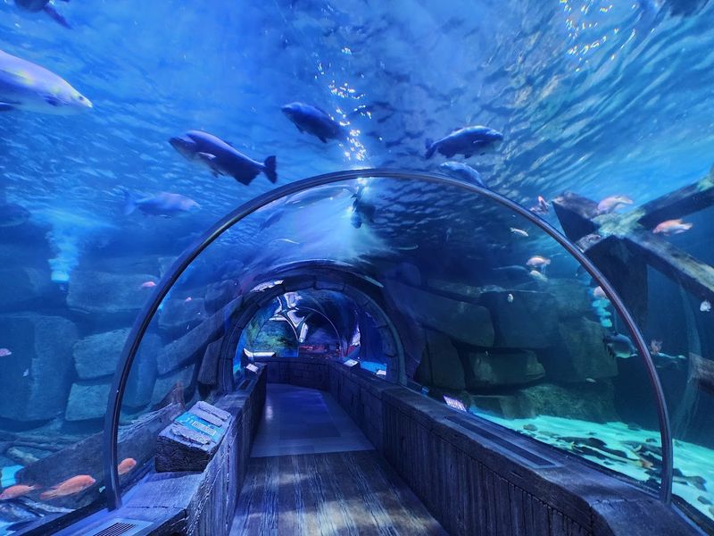 The Underwater Ocean Tunnel