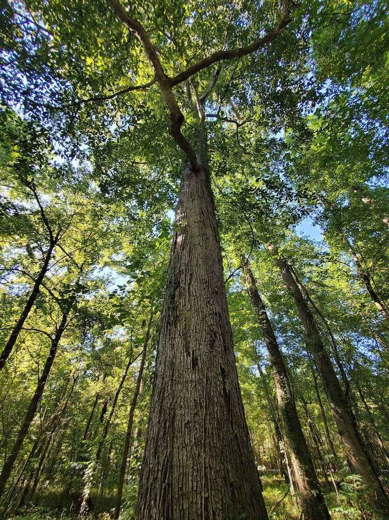 A Forest That Survived When Everything Around It Was Cleared