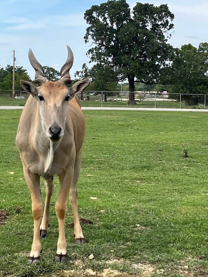The Drive-Thru Safari Experience