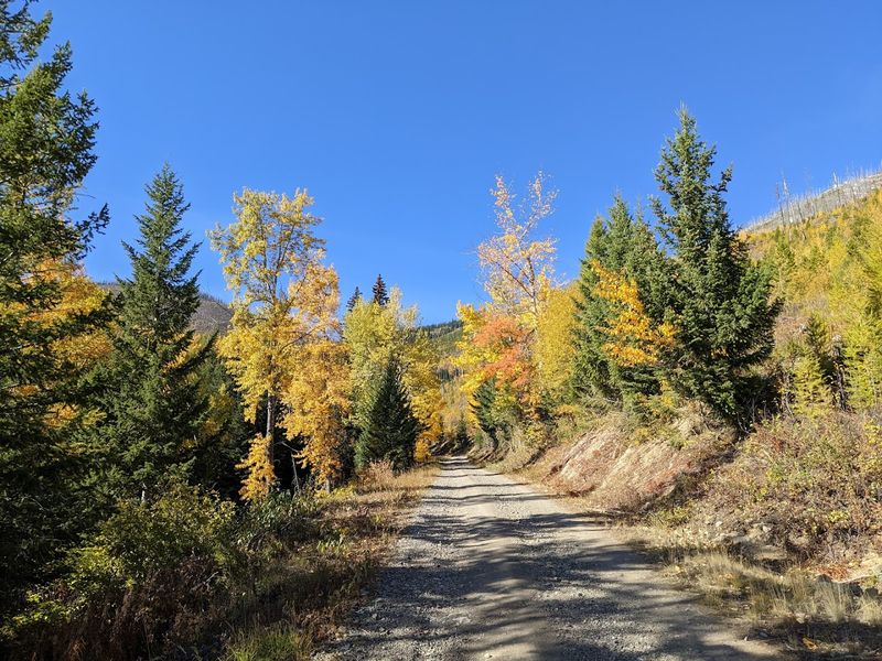 A Narrow Dirt Road North Of Columbia Falls