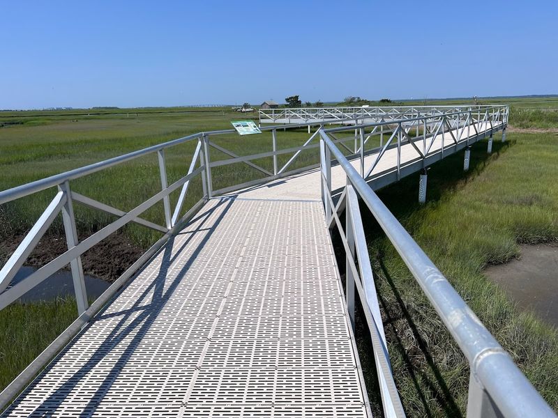 The Salt Marsh Safari Experience