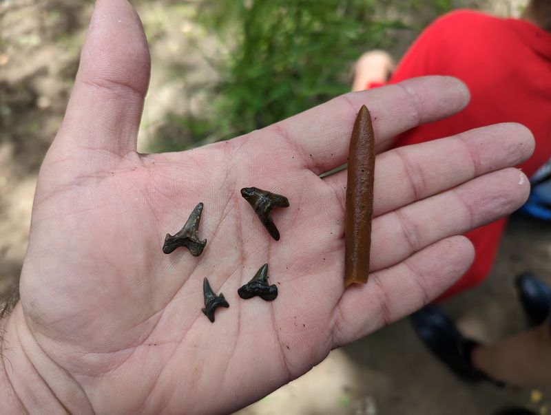 The Ancient Shark Teeth That Started It All