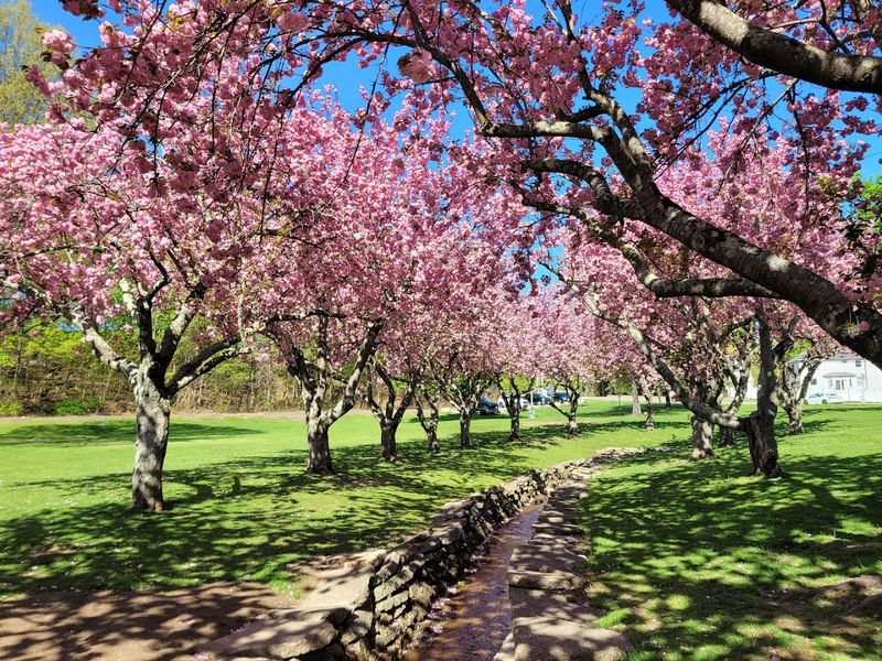 The Cherry Blossom Explosion That Stops You in Your Tracks