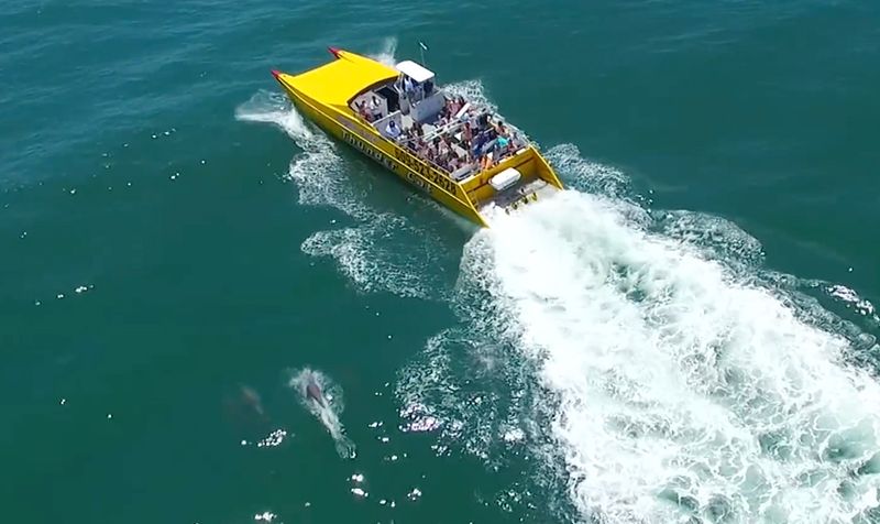 The Thunder Cat Speedboat Experience