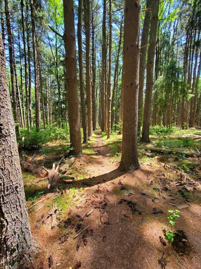 The Blue Trail: Your 3.3-Mile Sandy Adventure