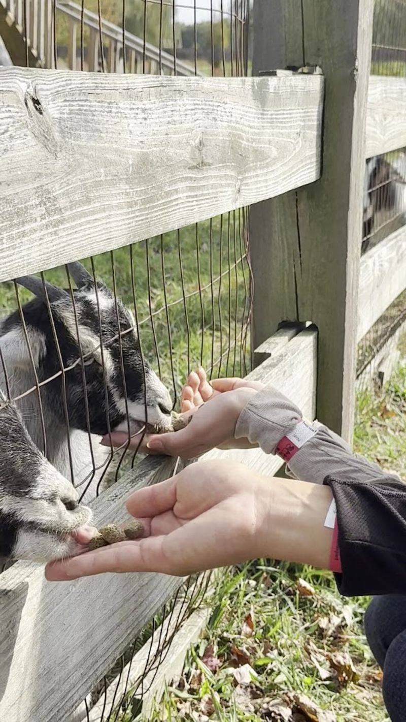 Animal Encounters Give This Farm Its Pull