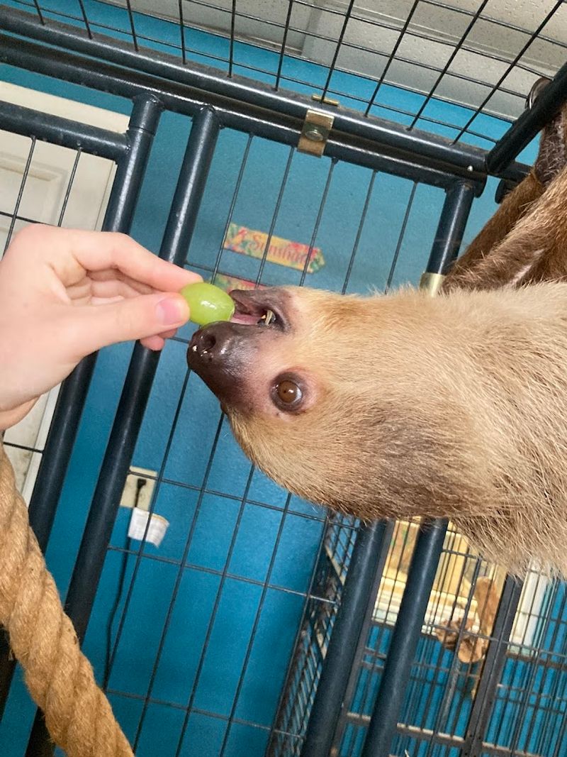 The Magic of Up-Close Sloth Encounters