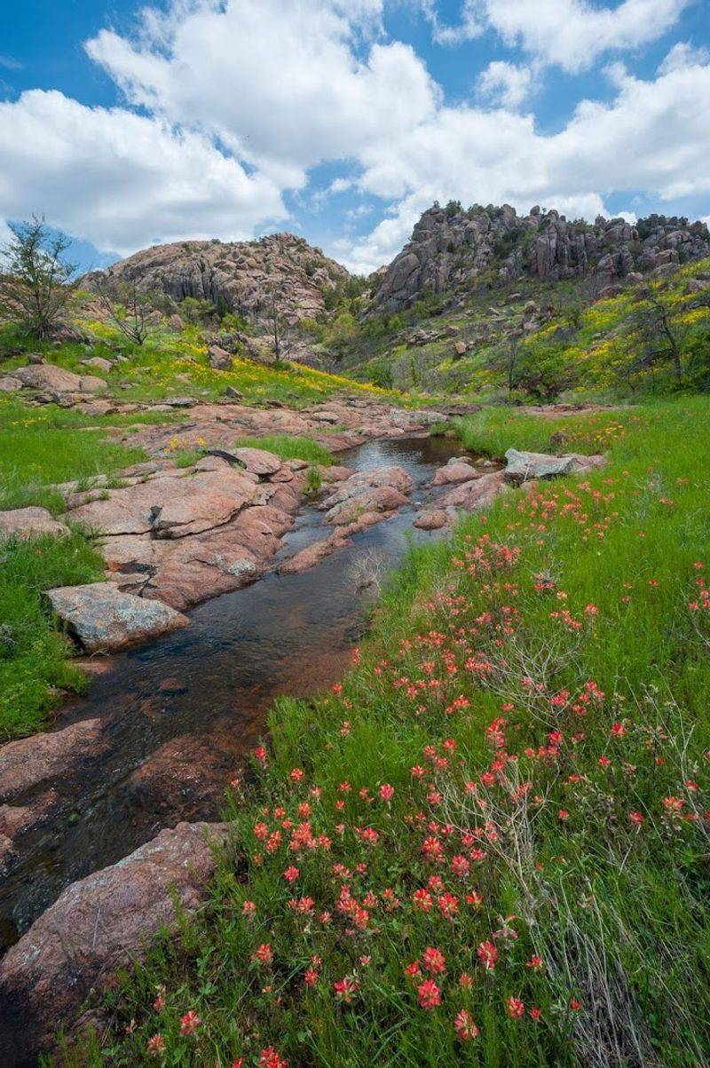 The Wildflower Landscape That Steals Every Frame