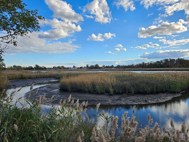 The Remarkable Backstory Behind This Restored Wetland