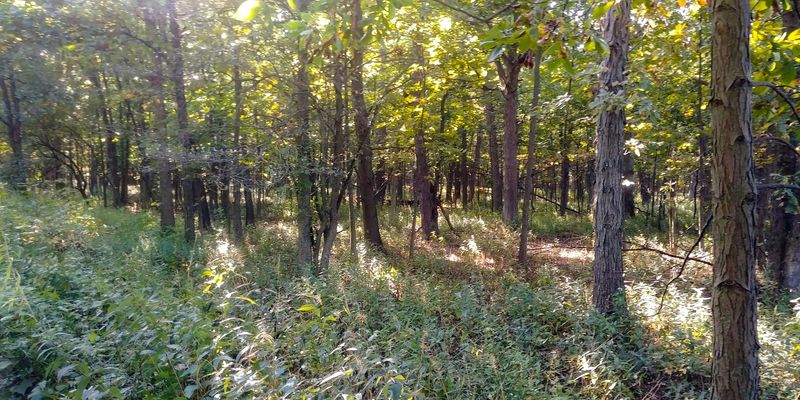 A Rare Bur Oak Savanna Right in Your Backyard