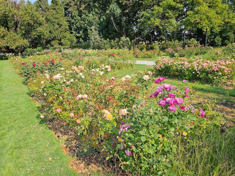 The Rose Beds in Full Spring Bloom