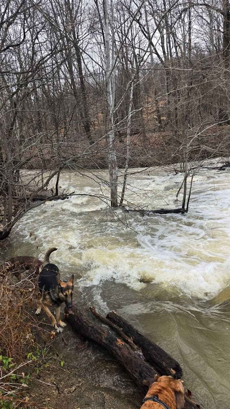 Ephemeral Streams That Appear Like Magic After Rain