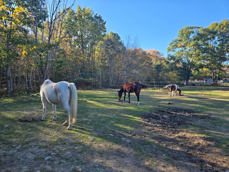 The Inspiring Origin Story Behind the Farm
