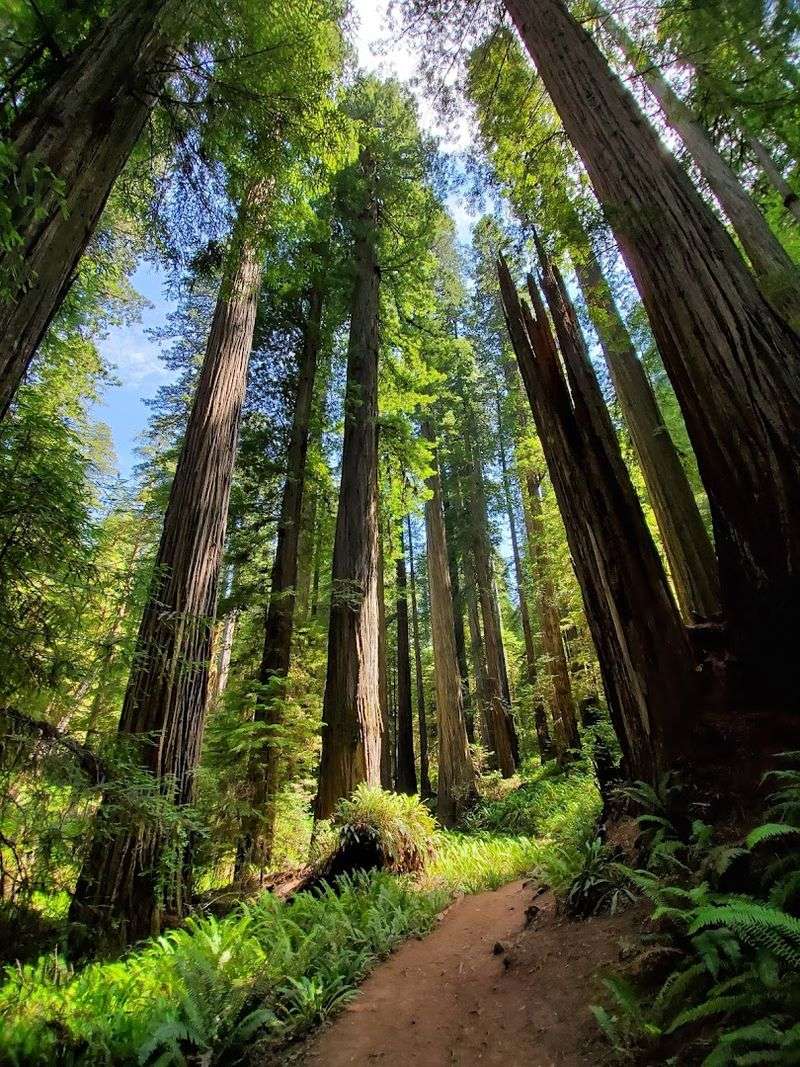 The Redwood Canopy That Wraps the Town Like a Living Blanket