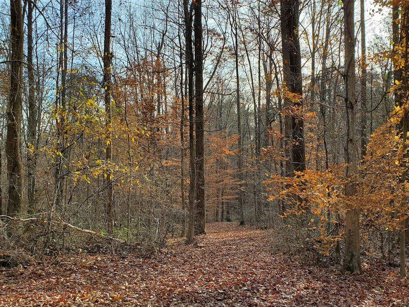 Firebreak Roads That Double As Quiet Walking Paths