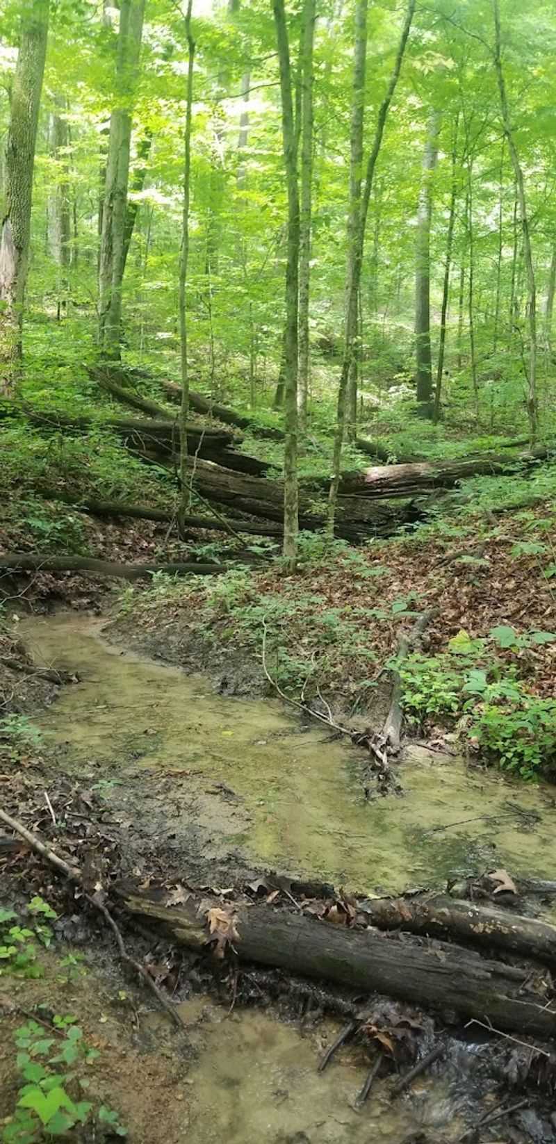Old-Growth Forest That Feels Genuinely Ancient