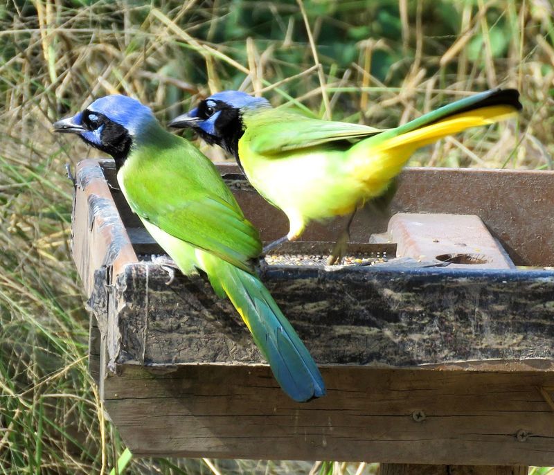 Why May Is the Magic Month for Birdwatching Here