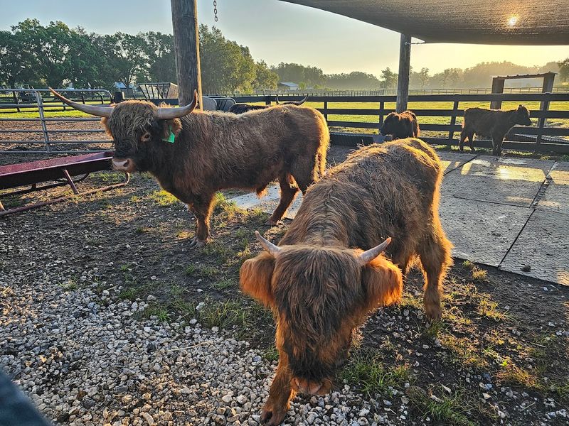 What Makes Highland Cows So Docile