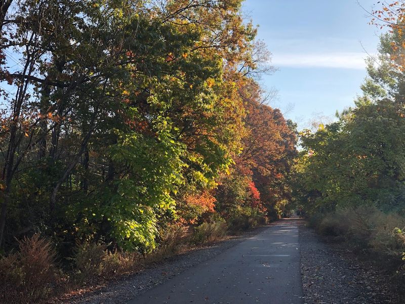 The Tree Canopy That Changes Everything