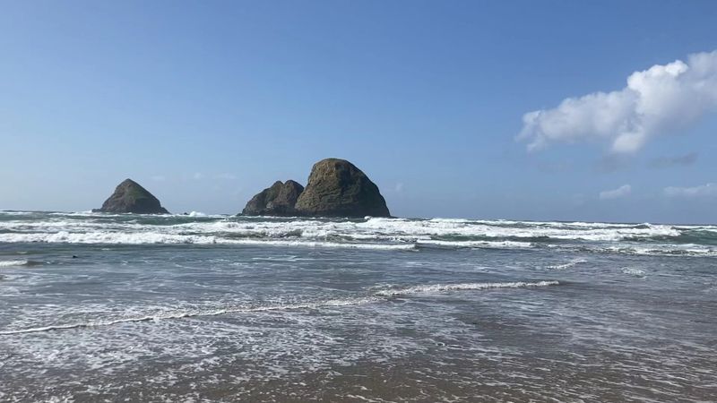Wildlife Watching: Whales, Birds, and More Than You Expect