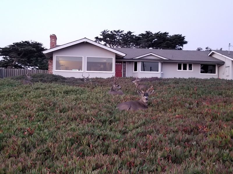 The Coastal Wildlife That Shows Up Unannounced