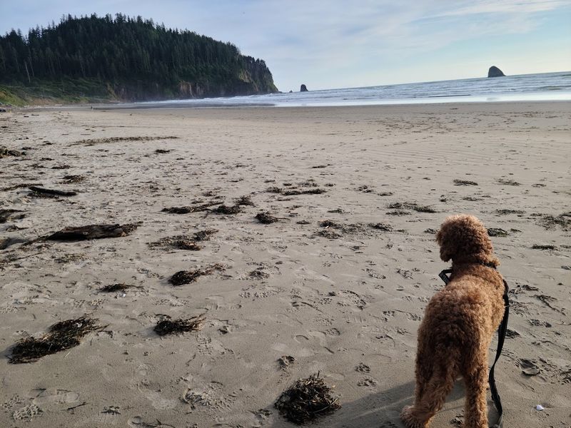 Wildlife You Might Spot Along the Way