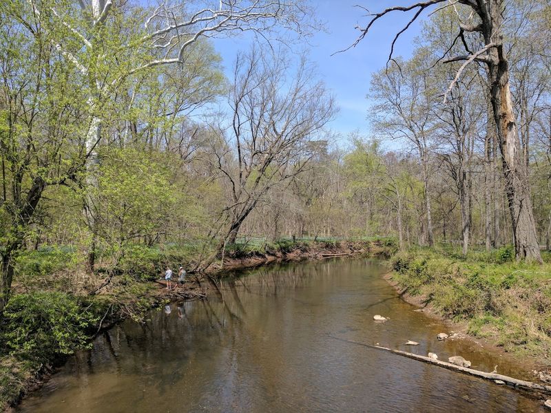 Wildlife Watching Along the Stream Banks