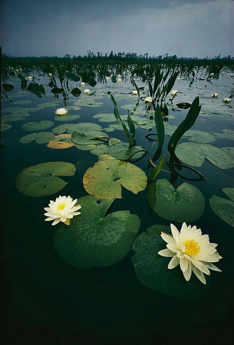 A $60 Million Deal That Changed Everything