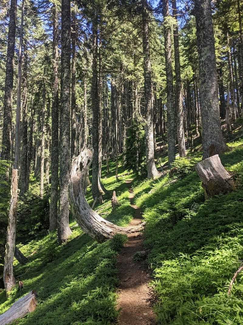 Marys Peak, Corvallis, Coast Range, Oregon