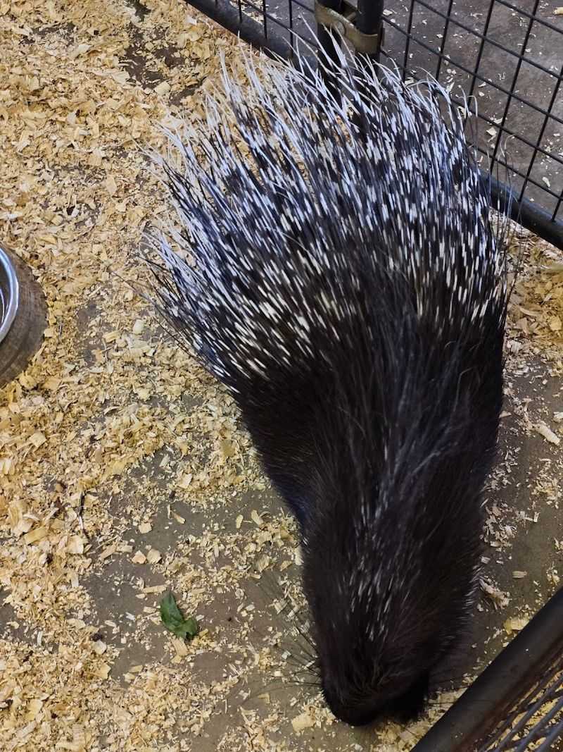 Prairie Dogs and Small Mammals Worth a Closer Look