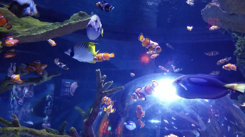 The Colorful Tropical Fish Displays