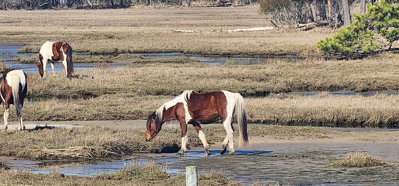 Wild Pony Sighting at Chincoteague National Wildlife Refuge
